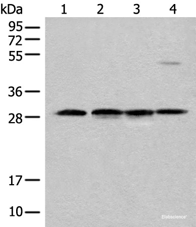 Anti-CA7