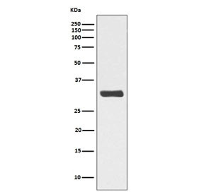 Anti-phospho-RPA32 (Thr21) / / Replication Protein A2, clone FCG-18