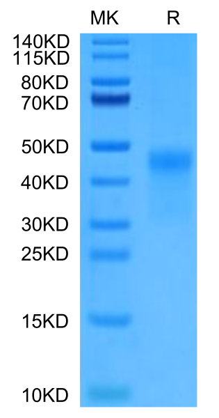 Cynomolgus CD7 Protein