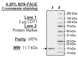 CDY1, His-tag, Human recombinant protein