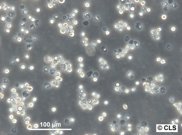 P388-D1 Cells