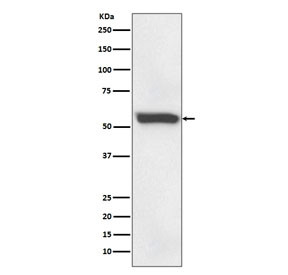 Anti-58K Golgi protein / Golgi Marker, clone AODH-6
