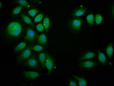 Anti-PIK3AP1