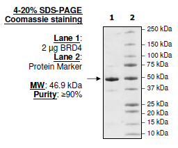 BRD4, BD1 and BD2 (49-460), un-tagged, human recombinant protein