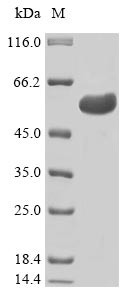 Transcriptional enhancer factor TEF-1 (TEAD1), human, recombinant