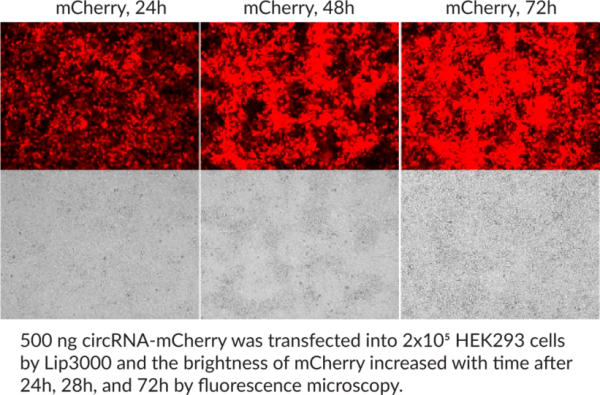 mCherry circRNA