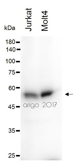 Anti-CD4, clone SQab1714