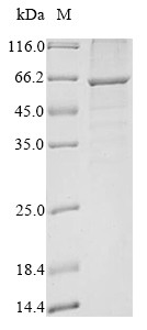 Puromycin-sensitive aminopeptidase (NPEPPS), partial, human, recombinant
