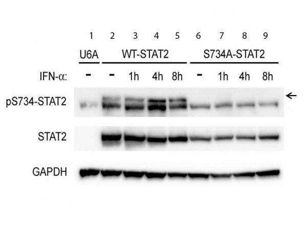 Anti-phospho-STAT2 (Ser734)