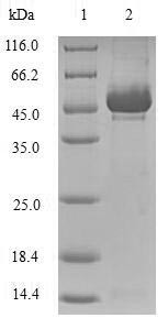 Stromelysin-2 (MMP10), human, recombinant