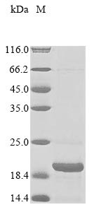 Parathyroid hormone (PTH), Macaca fascicularis, recombinant