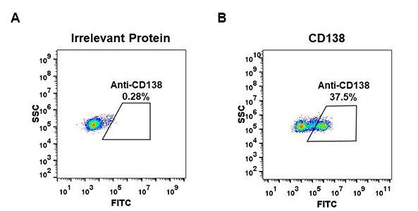 Anti-CD138 antibody(DM45), Rabbit mAb