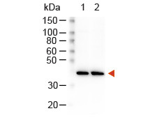 Anti-Rabbit IgG (H&amp;L) [Goat] Peroxidase conjugated