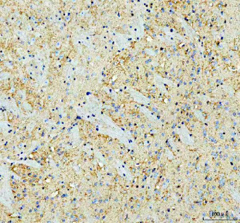 Anti-SNCA / Alpha Synuclein