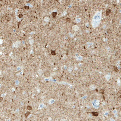 Anti-NECAB1, clone CL0576