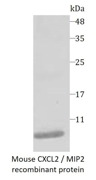 Mouse CXCL2 / MIP2 recombinant protein (Active) (His-tagged)