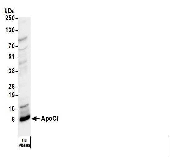 Anti-Human Apo CI [B07], Biotin conjugated