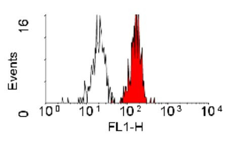 Anti-CD98, clone 44D7