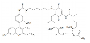 Geldanamycin, FITC-labeled