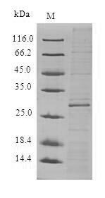Androgen-dependent TFPI-regulating protein (ADTRP), human, recombinant