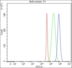 Anti-Puratrophin 1 / PLEKHG4