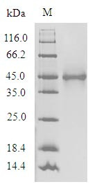 Olfactory receptor 1A1 (OR1A1), human, recombinant