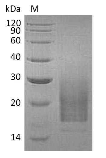 Interleukin-3 (IL3) (Active), human, recombinant