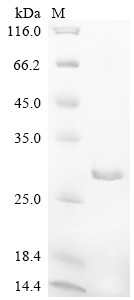 Heat shock protein beta-6 (Hspb6), rat, recombinant