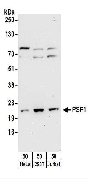 Anti-PSF1