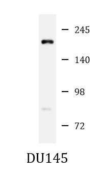 Anti-MED14