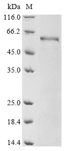 Ena/VASP-like protein (Evl), mouse, recombinant