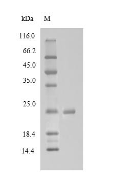 Mannose-binding protein C (MBL), bovine, recombinant