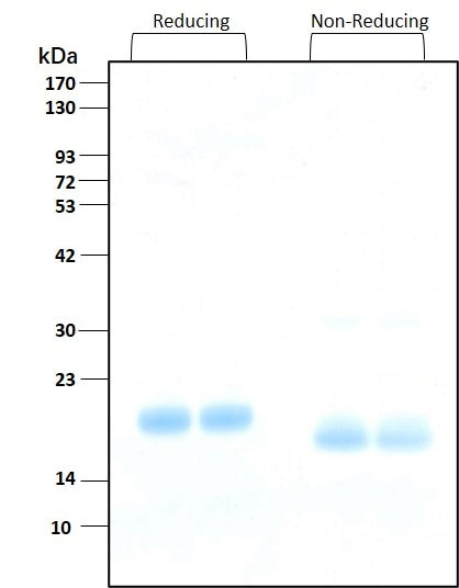 IL-28B HumanKine(R) recombinant human protein
