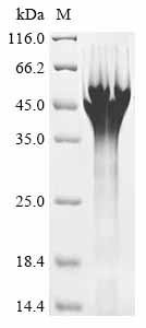 B-cell CLL/lymphoma 7 protein family member A (BCL7A), human, recombinant