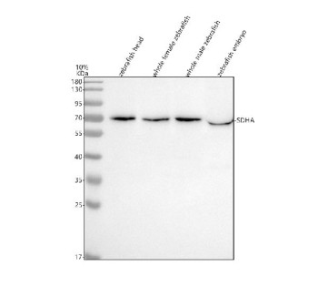Anti-Zebrafish Sdha / Succinate dehydrogenase A