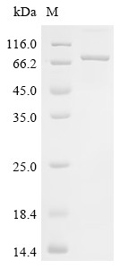 Serum albumin (Alb), rat, recombinant