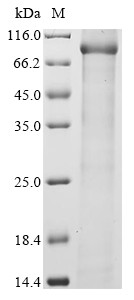 Complement C1r-A subcomponent (C1ra), mouse, recombinant