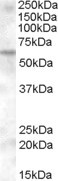 Anti-KPNA6, Internal