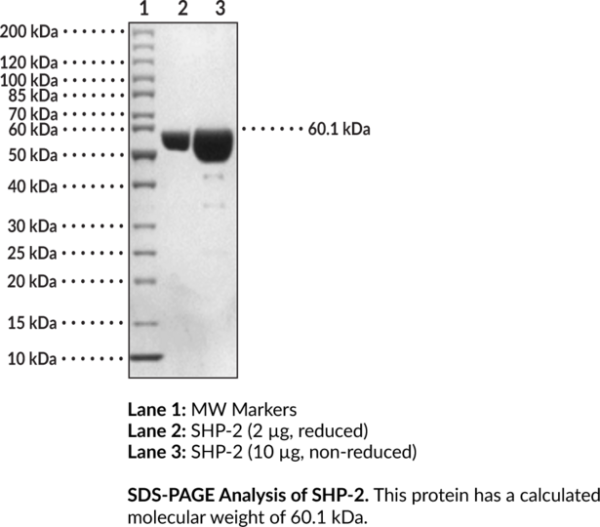 SHP-2 (human, recombinant)