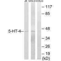 Anti-HTR4