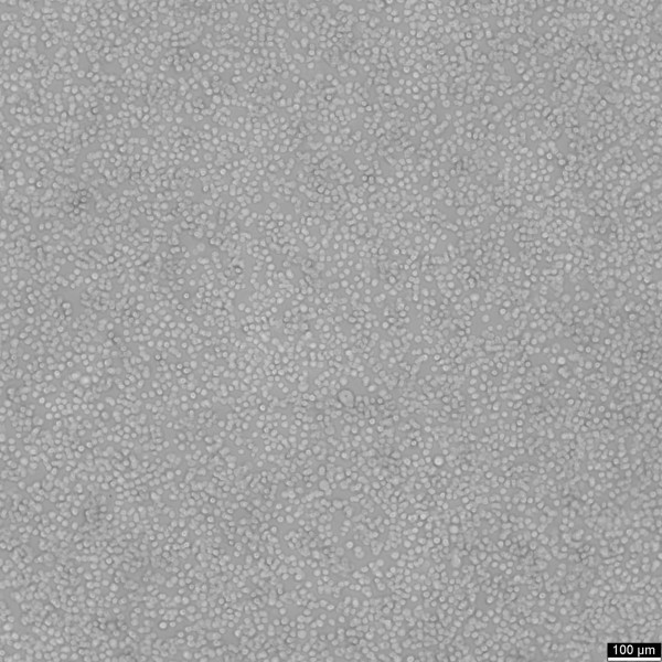 T2 Cells