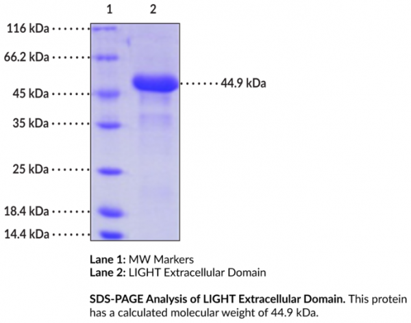LIGHT/CD258 Extracellular Domain (human, recombinant)