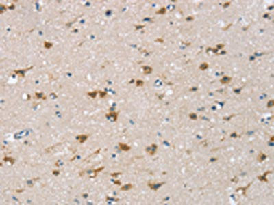 Anti-CSPG4