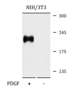 Anti-phospho-CD140b / PDGFRB (Tyr771)