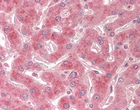 Anti-TRAIL-R2 (human), clone HS201, Biotin conjugated