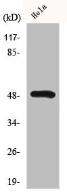 Anti-HNRNPH1/HNRNPH2