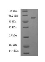 PTPRR protein (PTPRR), human, recombinant