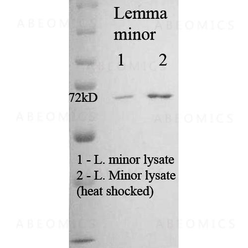 Anti-HSP70/HSC70 (Plant) Monoclonal Antibody (Clone: 5G1-95) - HRP