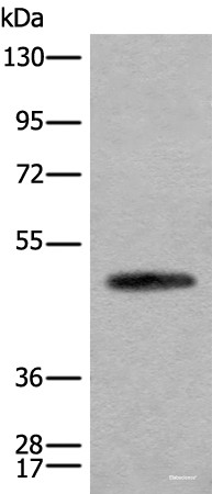 Anti-CADM2
