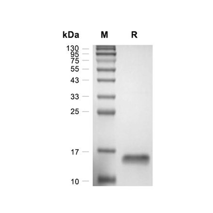Brain-Derived Neurotrophic Factor (BDNF) Recombinant (Human)